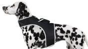 Live Tracking with Pet Tracker Mini GPS GSM Cat Tracking Collar Pet Finder Size:L