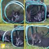 Cat Toys, Outdoor 2-Way Mesh Pop-Open Cat Tunnel, Multi-Color, O/S